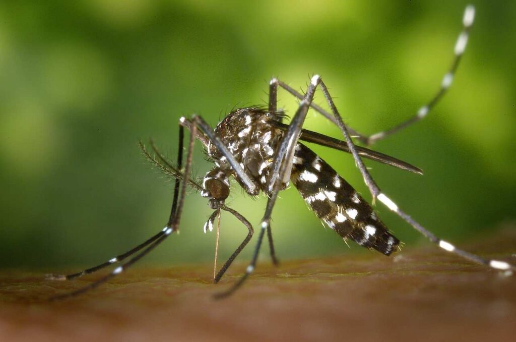 Mosquito Dengue